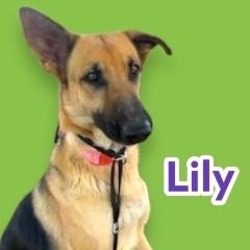 Photo of Lily