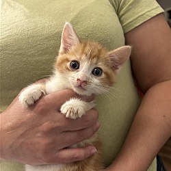 Photo of Goulash (available for pre-adoption)