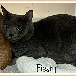 Thumbnail photo of FIESTY (see also Pumpkin) #1