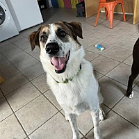 adopt-pet
