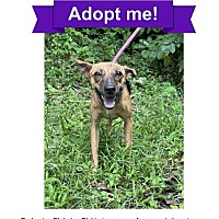 adopt a pet