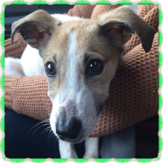 Greenfield Wi Italian Greyhound Meet Ana A Pet For Adoption
