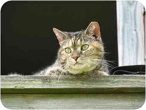 Columbia Md Domestic Shorthair Meet Barn Cats A Pet For Adoption