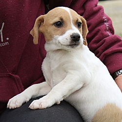 Thumbnail photo of Scarlett~adopted! #2