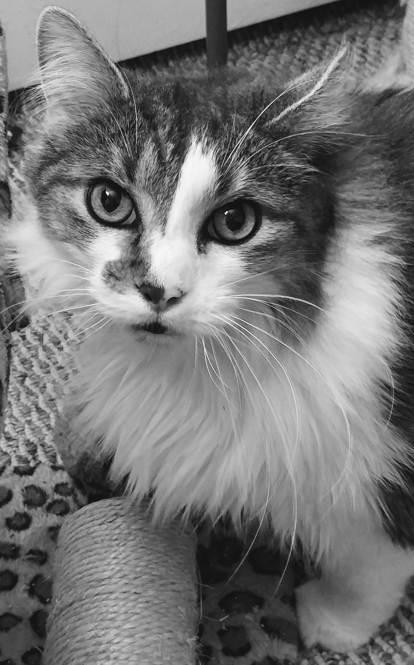 Milwaukee Wi Maine Coon Meet Courage A Pet For Adoption