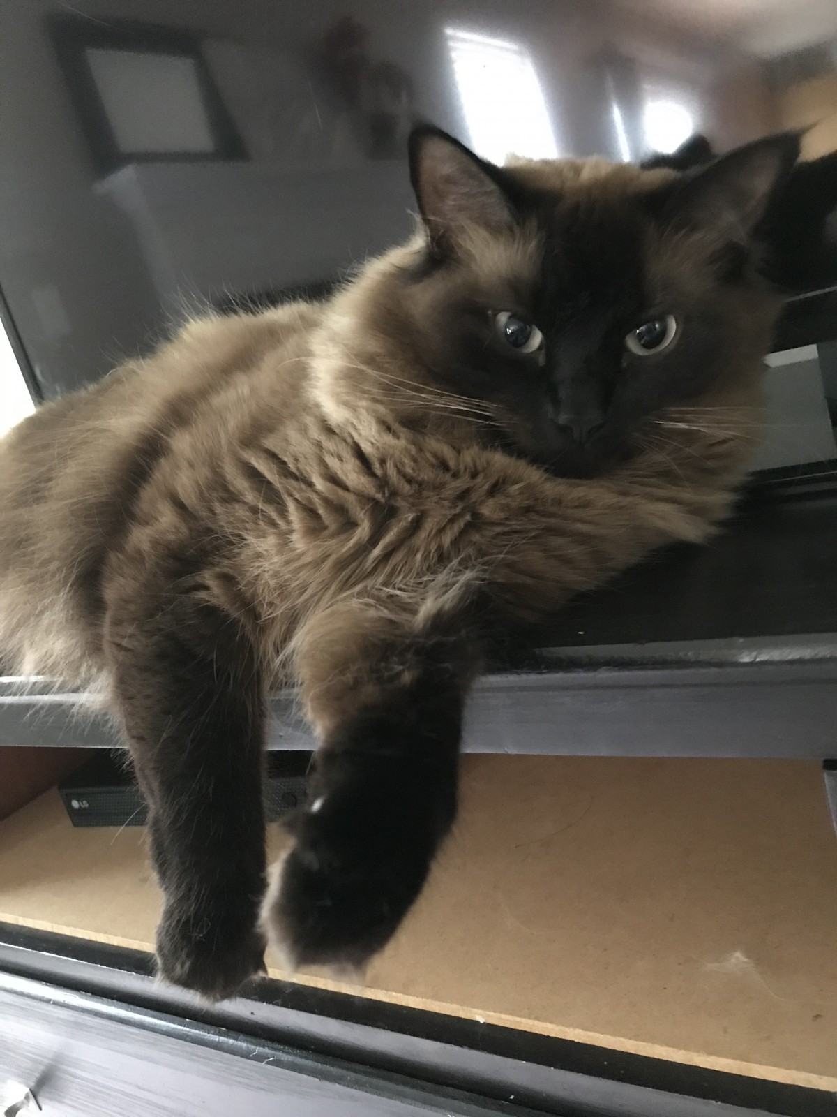 Kent Oh Ragdoll Meet Padme A Pet For Adoption