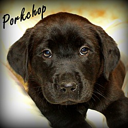 Thumbnail photo of Porkchop~adopted! #1
