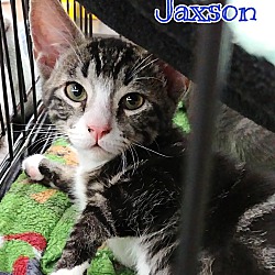 Thumbnail photo of Jaxson #1