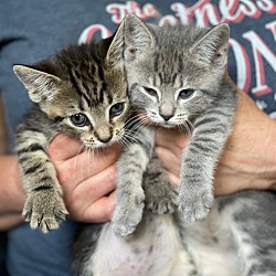 Thumbnail photo of Porch Kittens! Percy and Bertha! #1