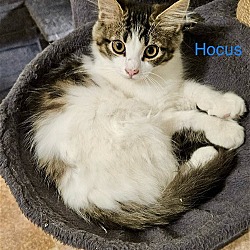 Thumbnail photo of Hocus & Pocus #1
