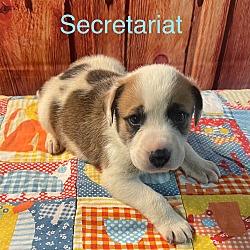 Thumbnail photo of Secretariat #4