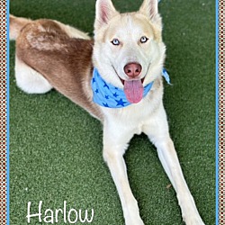 Thumbnail photo of HARLOW #1