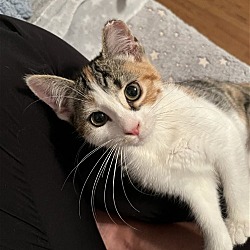 Photo of Kitten Hula
