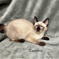Thumbnail photo of Carmela #1