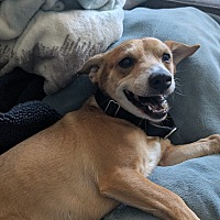adopt a pet