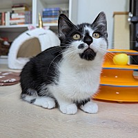 adopt a pet