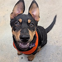 adopt a pet