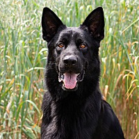 adopt-pet