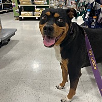 adopt a pet