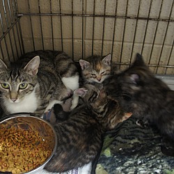Thumbnail photo of Gracie and 4 kittens #3