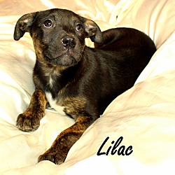 Thumbnail photo of Lilac ~ meet me! #1