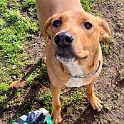 rhode island ridgeback dog