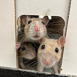 Photo of Deglet (with siblings)