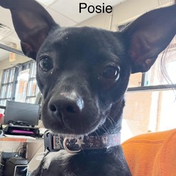 Photo of Posie