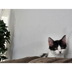 Thumbnail photo of Oreo #1