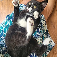 adopt a pet