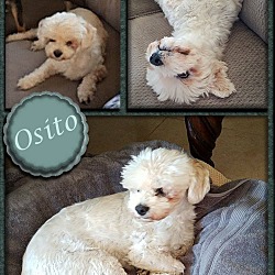 Thumbnail photo of Osito #1