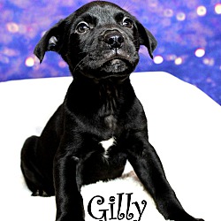 Thumbnail photo of Gilly~adopted! #3