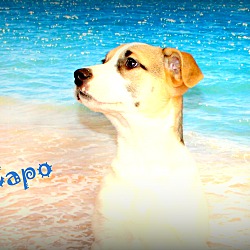 Thumbnail photo of Capo ~ meet me! #3