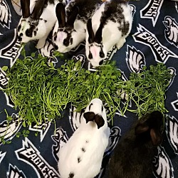 Thumbnail photo of Baby bunnies #1