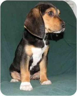 mountain cur and beagle mix