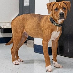 Thumbnail photo of Clyde red bully mix #3