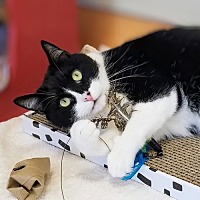 adopt a pet