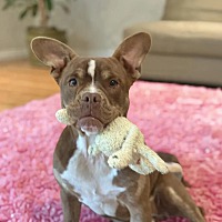 adopt a pet