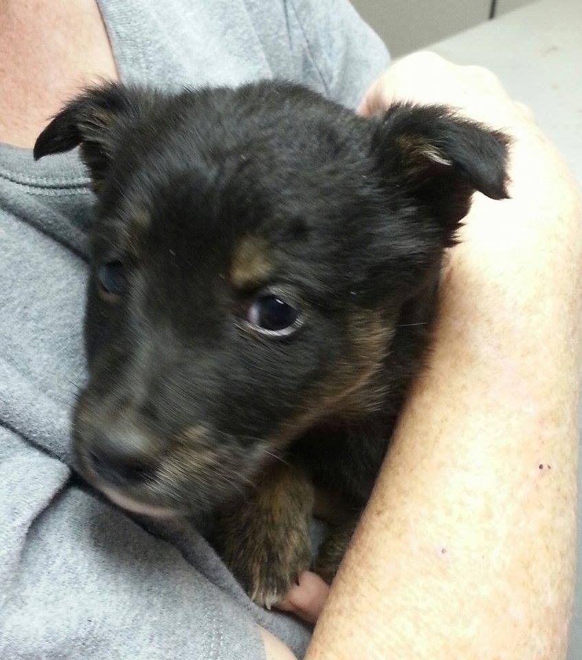 rat terrier pomeranian