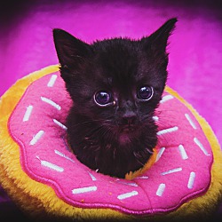 Thumbnail photo of Purring Panther Revi #3