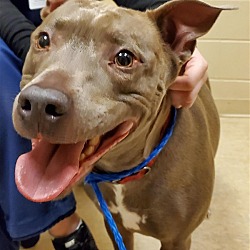 Kent County Animal Shelter In Grand Rapids, Michigan