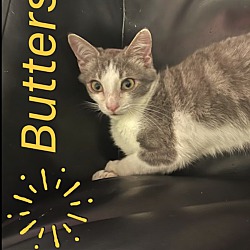 Thumbnail photo of Urgent Butters needs a foster #4