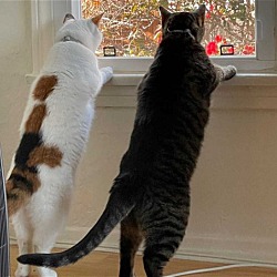 Photo of Axel and Cheyenne