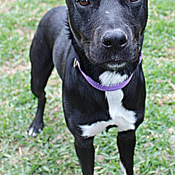 Photo of Biscuit