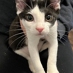 Photo of Phantom