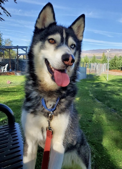 Wenatchee, WA - Husky. Meet Noah a Pet for Adoption - AdoptaPet.com