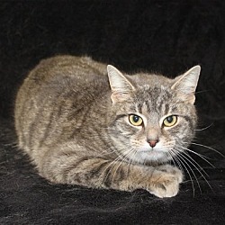 Photo of Silver - 39201