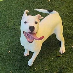 Thumbnail photo of Oakley - $75 Adoption Fee!  Diamond Dog! #2