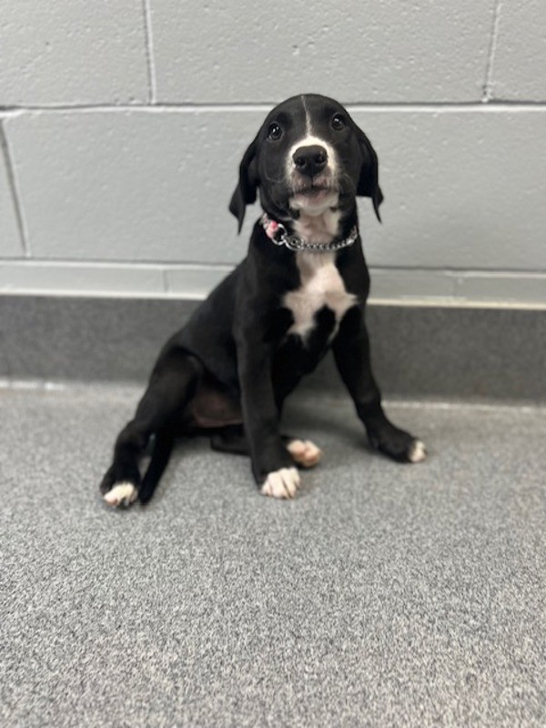 Adopt Flora a Labrador Retriever / Mixed dog in Orillia, ON (41463597