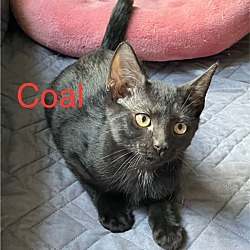 Thumbnail photo of Coal #1